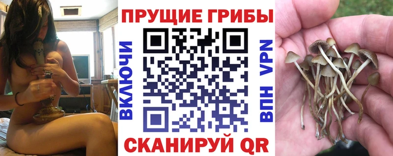 blacksprut tor  Тутаев  Галлюциногенные грибы Psilocybe 